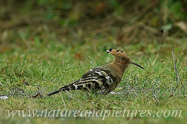 hoopoe, hoopoes, bird-5.jpg - FELICIA THE HOOPOE - FELICIA PARK FARM, GOSPORT - 2006